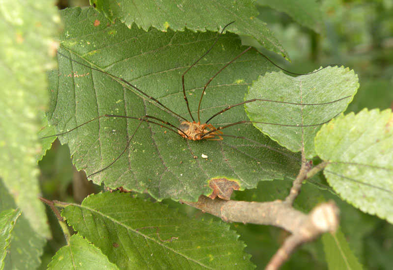 Opilioni emiliani - Phalang. opilio (m/f) - O. transversalis